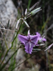 Thysanotus thyrsoideus