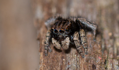 Maratus vespertilio