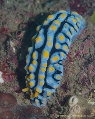 Phyllidia varicosa