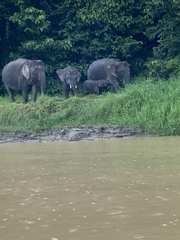 Elephas maximus borneensis