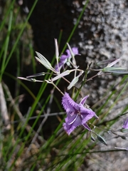 Thysanotus thyrsoideus