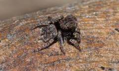 Maratus vespertilio