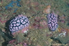Phyllidiella pustulosa