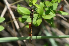 Syncordulia gracilis