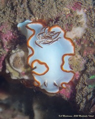 Ardeadoris averni