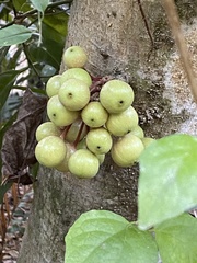 Ficus