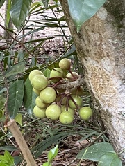 Ficus