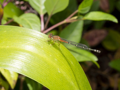 Xanthagrion erythroneurum