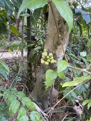 Ficus