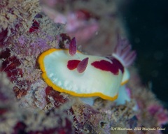 Goniobranchus splendidus