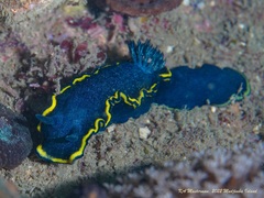 Glossodoris vespa
