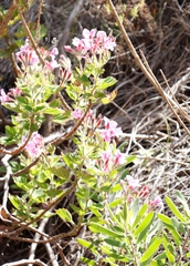 Pelargonium cucullatum strigifolium