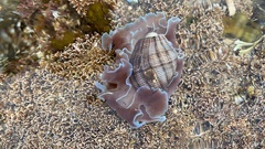 Hydatina physis