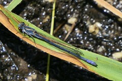 Pseudagrion draconis