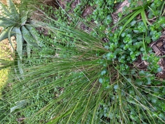 Aristida junciformis