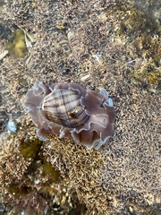Hydatina physis