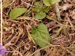 Patellares