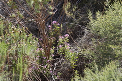 Pelargonium cucullatum strigifolium