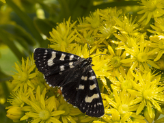 Phalaenoides tristifica