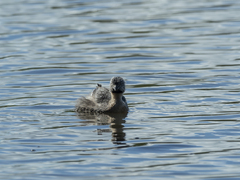 Poliocephalus poliocephalus