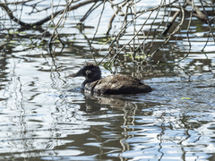 Oxyura australis