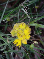 Conostylis candicans