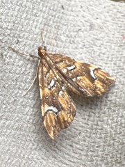 Musotima nitidalis