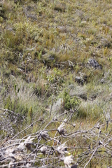 Acacia pycnantha