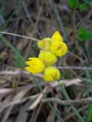 Conostylis candicans