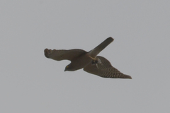 Accipiter cirrocephalus