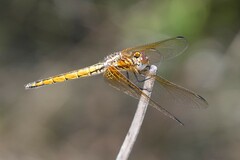 Trithemis pluvialis