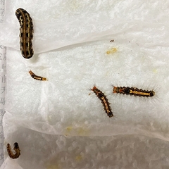 Orvasca subnotata