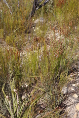 Spatalla racemosa