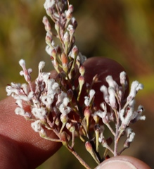 Spatalla racemosa