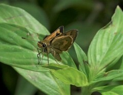 Taractrocera archias