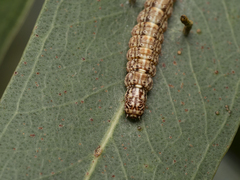 Peritropha