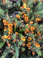 Pultenaea humilis