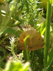 Ophiusa tirhaca
