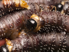 Perga affinis