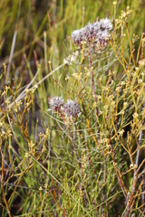 Serruria phylicoides