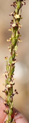Microdon dubius