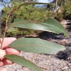 Eucalyptus blaxlandii
