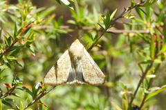 Helicoverpa punctigera