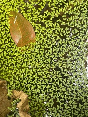 Lemna aequinoctialis