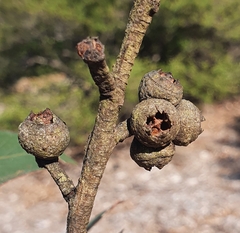Eucalyptus blaxlandii