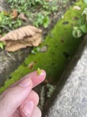 Lemna aequinoctialis