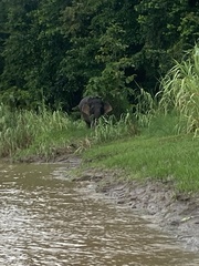 Elephas maximus borneensis