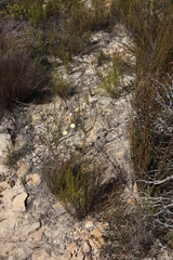 Microdon dubius