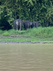 Elephas maximus borneensis