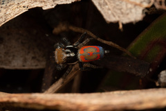 Maratus pavonis
